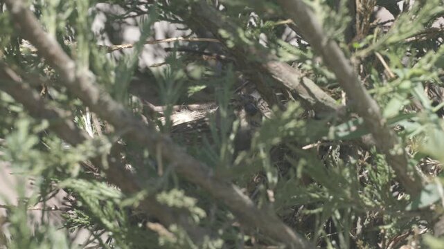 Linnet (Linaria cannabina) incubate eggs in the nest. Canon Log without color correction.