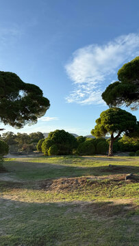 Schinias National Park Pine Forest Overlooking the Mediterranean Sea, Greece