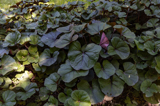 Dark green and purple leaves of ligularia plants in a summer garden groundcover
