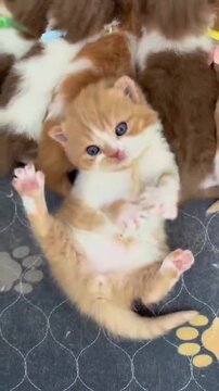Ginger and white kitten playing with paws in the air captured in motion within this adorable home video footage