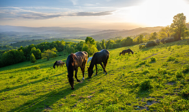 meadow in Kaczawskie mountains with horses during sunset in Poland