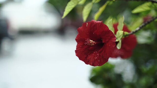 Beautiful red chinese hibiscus flower swaying by the wind and there is water droplets on the flower. Surrounded by green leaves. Full HD slowmotion footage. Nature or floral concept