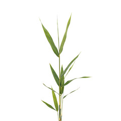Fototapeta premium A single, thin bamboo stalk with several pointed, lance-shaped green leaves extending from the stem, isolated on a white background view