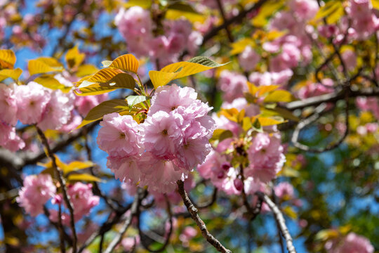 爽やかな春空にぽってりと咲き誇る、気品あふれるサトザクラ「九重」の満開の花枝