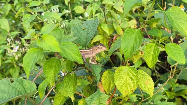 Oriental garden lizard (Calotes versicolor) perched among lush green foliage in natural tropical habitat.