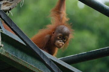 Baby Orang utan in Ragunan zoo © MuhammadAldin