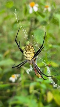 Female Argiope catenulata feeding on captured prey while spiderlings remain nearby within the protective orb web.