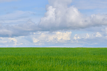 Obraz premium Lush green agricultural field under majestic blue sky filled with massive fluffy white clouds.