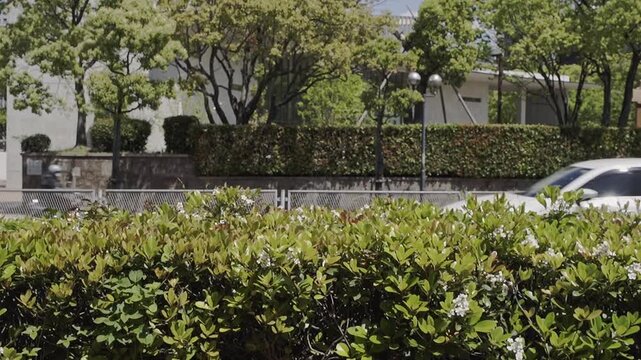 Vehicles are passing by on the street with roadside plants as foreground. Full HD slowmotion footage. Travel or transport concept