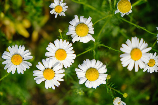Top down closeup shot several vibrant chamomile flowers blooming in lush green summer field.
