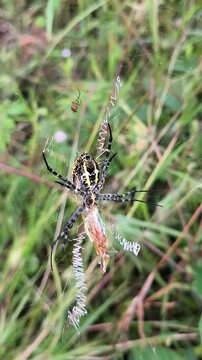 Female Argiope catenulata feeding on captured prey while spiderlings remain nearby within the protective orb web.