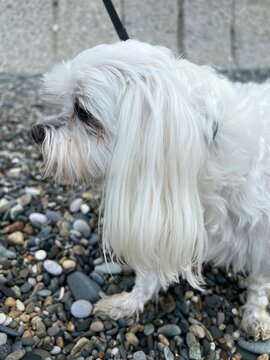 Cute white Maltese dog sitting on a pebble beach on a windy day, closeup portrait.