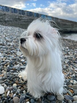 Cute white Maltese dog sitting on a pebble beach on a windy day, closeup portrait.