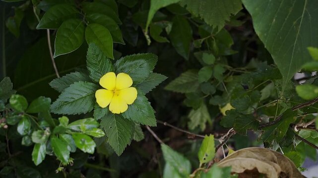 Beautiful yellow Turnera ulmifolia flower. Know as Cuban buttercup, yellow alder or bunga pukul delapan is swaying and surrounded by green leaves. Full HD slowmotion footage. Nature or floral concept