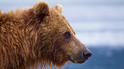Alaska Brown Bear Close-Up Portrait - Wet Coastal Grizzly Bear Profile with Bokeh Water Background © Banu