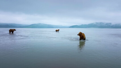 Brown Bears (Ursus arctos) Wading in Shallow Alaskan Waters on a Moody Overcast Day with Misty Mountain Backdrop © Banu