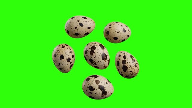 A collection of realistic 3D quail eggs with characteristic brown speckled shells floating and rotating in front of a chroma key background. This clean food graphic is perfectly suited for healthy bre