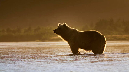 Brown Bear Standing in Shallow River at Golden Hour, Alaska - Backlit Grizzly Bear Silhouette in Misty Wilderness © Banu