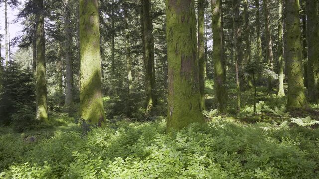 Panoramique dans un sous-bois d'une for&ecirc;t des Vosges avec foug&egrave;res et conif&egrave;res