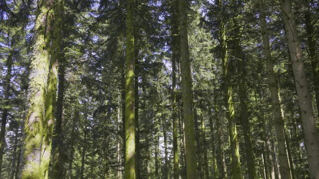 Grands arbres de la for&ecirc;t vosgienne