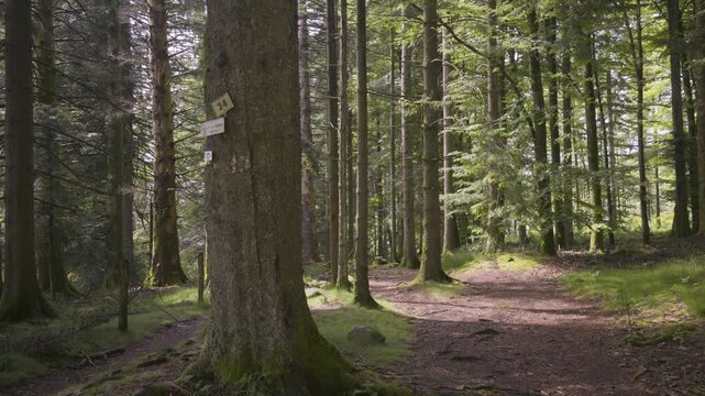 Chemin de randonn&eacute;e et panneau indicateur dans une for&ecirc;t des Vosges