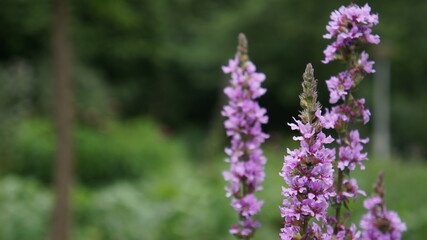 Obraz premium close up of lavender