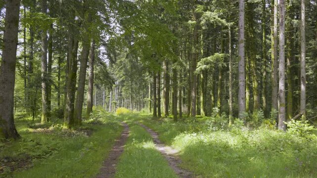 Chemin forestier de bucherons dans les Vosges