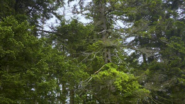 Conif&egrave;res et sous bois dans la for&ecirc;t des Vosges