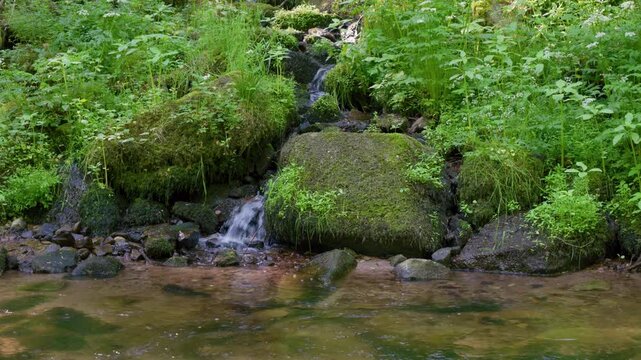 Petit ruisseau se jetant dans une rivi&egrave;re dans la for&ecirc;t des Vosges