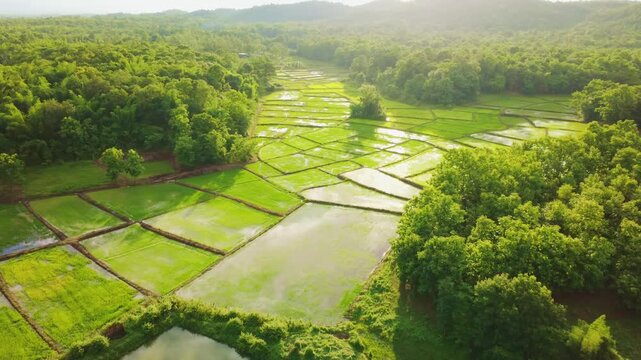 Aerial drone footage showing a patchwork of rice paddy fields divided by narrow dirt paths, with water reflecting the golden sky. Lush green trees surround the countryside farmland,  Beautiful nature 