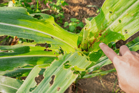 Closeup of a hand pointing at corn leaves damaged by fall armyworm larvae. Visible holes and insect frass in the plant whorl, depicting agricultural pest infestation and crop protection monitoring
