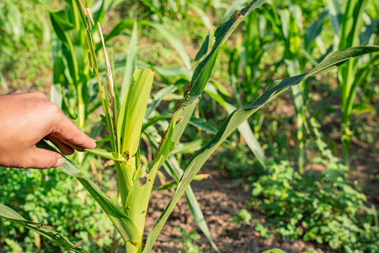Closeup of a hand pointing at corn leaves damaged by fall armyworm larvae. Visible holes and insect frass in the plant whorl, depicting agricultural pest infestation and crop protection monitoring