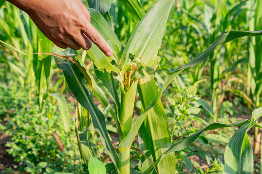 Closeup of a hand pointing at corn leaves damaged by fall armyworm larvae. Visible holes and insect frass in the plant whorl, depicting agricultural pest infestation and crop protection monitoring