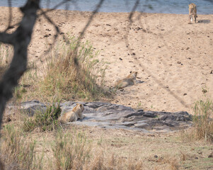 Löwe im Busch vom Krüger National Park - Kruger Nationalpark Südafrika © Mathis