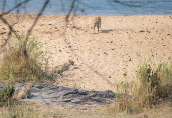 Afrikanische Tiere Löwin oder Löwe im Busch vom Krüger National Park - Kruger Nationalpark Südafrika © Mathis