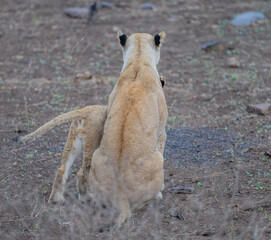 Löwe im Busch vom Krüger National Park - Kruger Nationalpark Südafrika © Mathis