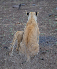 Afrikanische Tiere Löwin oder Löwe im Busch vom Krüger National Park - Kruger Nationalpark Südafrika © Mathis
