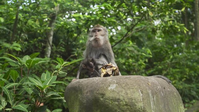 Cute calm monkeys are enjoying eat banana and sit on the big stone in the forest. Natural setting. 4K horizontal footage. Animal, wildlife and nature concept