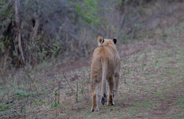 Löwe im Busch vom Krüger National Park - Kruger Nationalpark Südafrika © Mathis