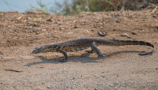 Afrikanische Tiere, Wasserwaran oder Nilwaran, genannt im Kr&uuml;ger National Park - Kruger Nationalpark S&uuml;dafrika