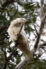 white cockatoo © Joanne