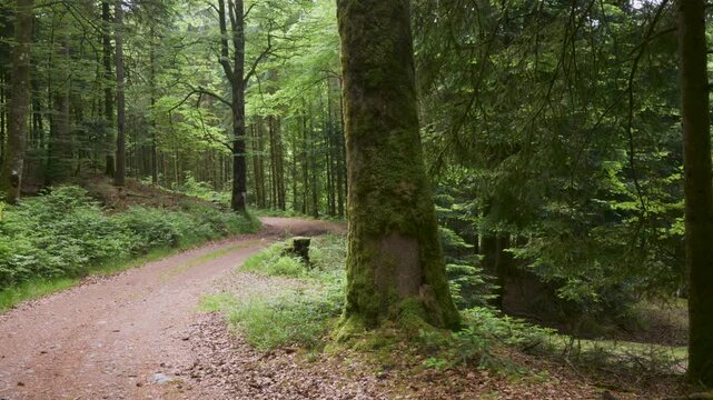 Chemin forestier dans la for&ecirc;t des Vosges