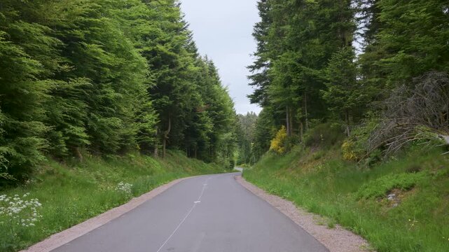Route foresti&egrave;re dans les Vosges avec le chant des oiseaux en plein &eacute;t&eacute;