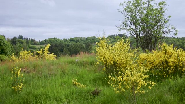 Prairie d'altitude et genets dans les Vosges