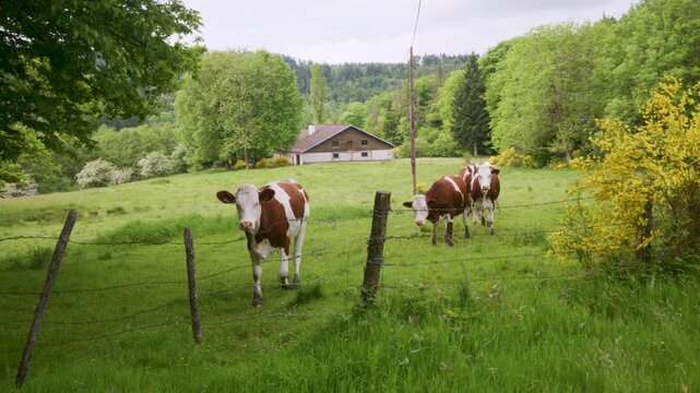 Vaches laiti&egrave;res curieuses, dans un pr&eacute; de montagne dans les Vosges qui s'approchent