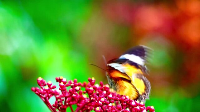 Beautiful leopard lacewing butterfly resting on a wet green leaf during a gentle mist. Colorful vibrant insect in a lush rainforest environment with bokeh.