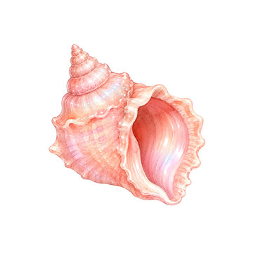 Watercolor Pink Conch Seashell Isolated on Transparent Background