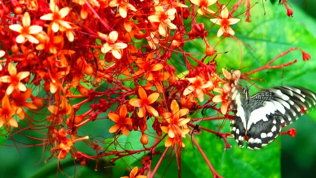 Lime butterfly fluttering its wings while feeding on a bright pink zinnia flower. Beautiful wildlife insect collecting nectar in a vibrant summer garden.