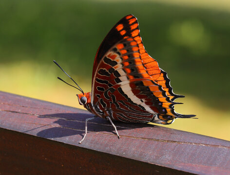 Close-up of a female Two tailed pasha butterfly - Charaxes jasius perched in the sunshine on a park bench. Europe's largest butterfly. Oeiras, Portugal. Shallow focus with copy space. Bokeh effect.