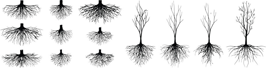 Collection of black silhouette tree roots and bare branches  © MDRAJU